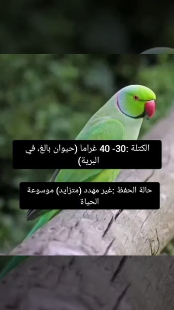 Pet lovers🐦كل المعلومات عن ببغاء الدرة смотреть онлайн