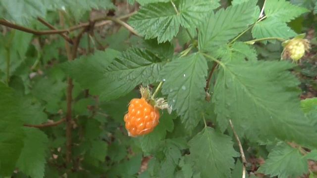 Prachtframboos - Rubus spectabilis смотреть онлайн