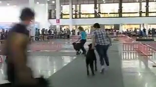 сравнение ЛПП -Запорожье 16.09.2012 смотреть онлайн