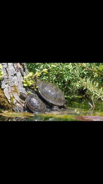 Carnivorous, herbivorous animals and birds shorts смотреть онлайн