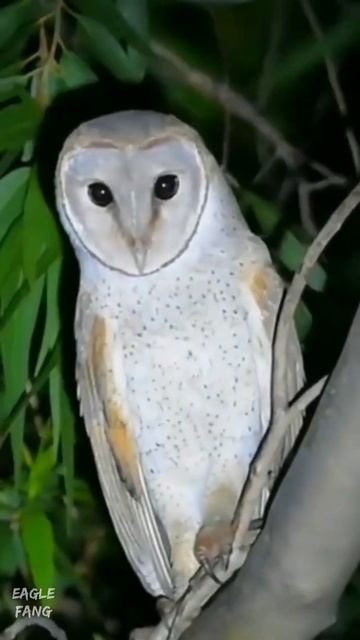 Owl sings, listen owl sound, relaxing time #77 #shorts смотреть онлайн