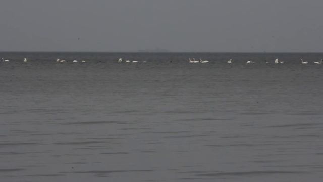 Лебеди 2013 смотреть онлайн