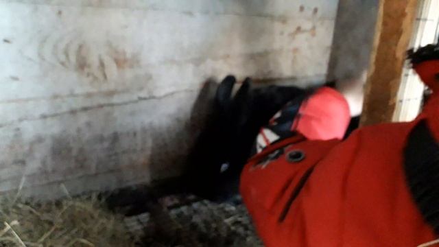 Братцы кролики смотреть онлайн
