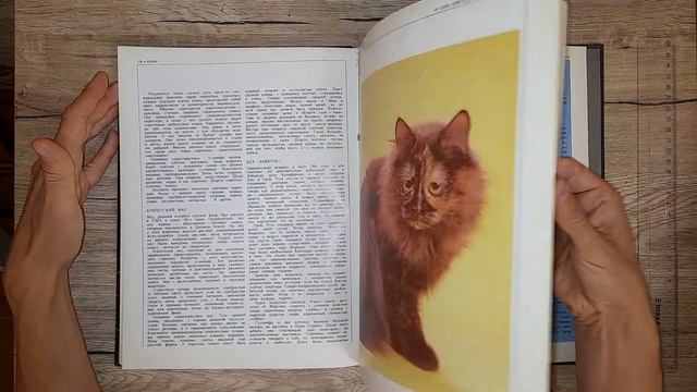 Обзор книги. Кошки. 1994 смотреть онлайн