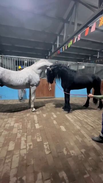 Horse mating cute - Most breeding horse смотреть онлайн