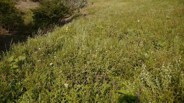 Cicadetta habitat1 смотреть онлайн