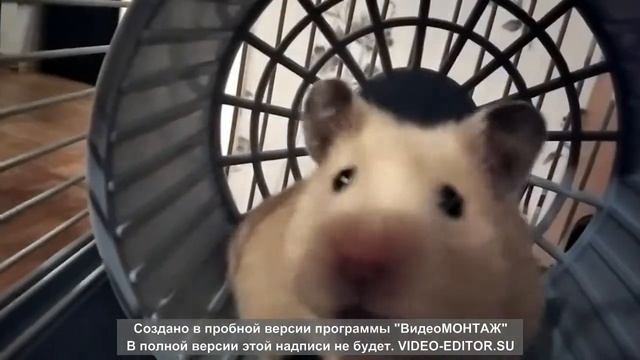 Фильм про хомяка Боню 3 серия смотреть онлайн