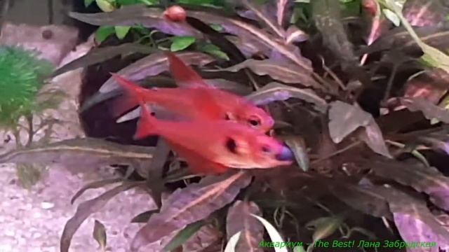 Спирулинки всем хочется смотреть онлайн