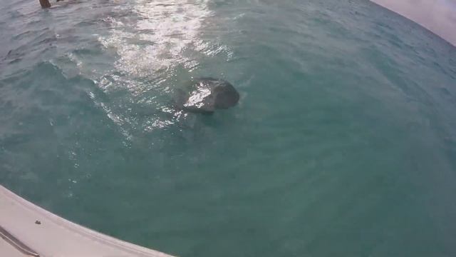 A Grand Vacation To The Cayman Islands смотреть онлайн