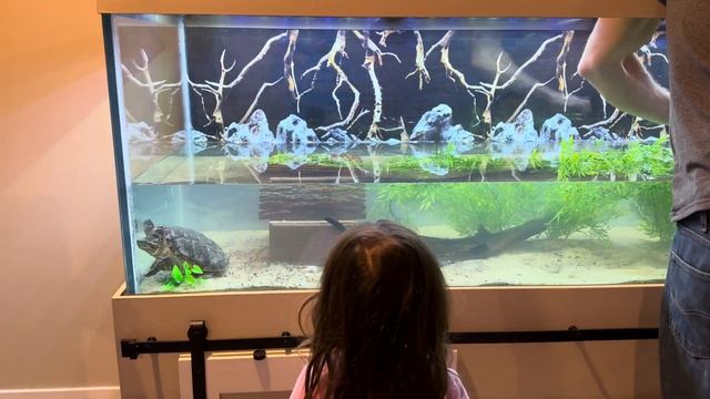 Filling the big 180 gallon aquarium on the built from scratch stand and introducing the Turtles! смотреть онлайн