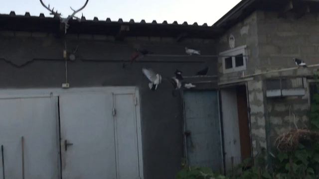 #Pigeons.Долгожитель антикоммнист. смотреть онлайн