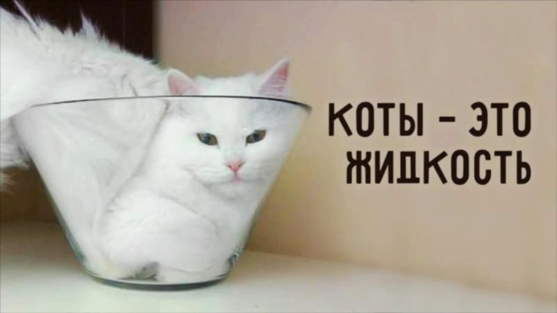 Кошки это жидкость смотреть онлайн
