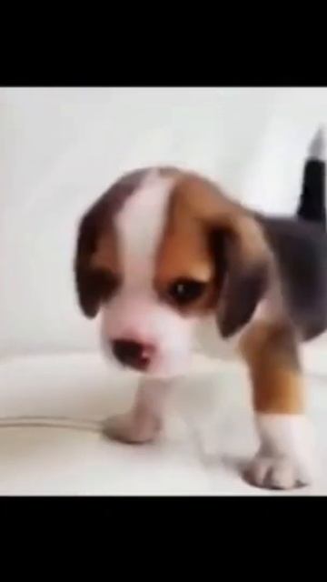 Tiny Baby Beagle Awoo! Cute Beagle #shorts смотреть онлайн