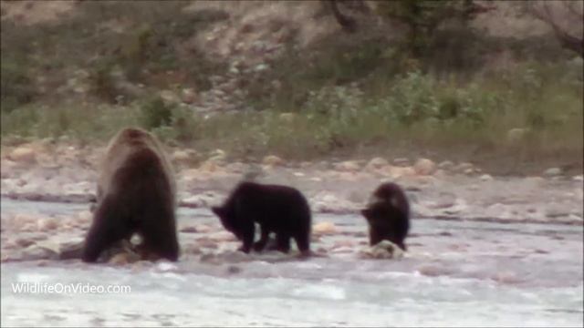 Grizzly Bear Family Eating in Canada's Beautiful Rocky Mountains смотреть онлайн