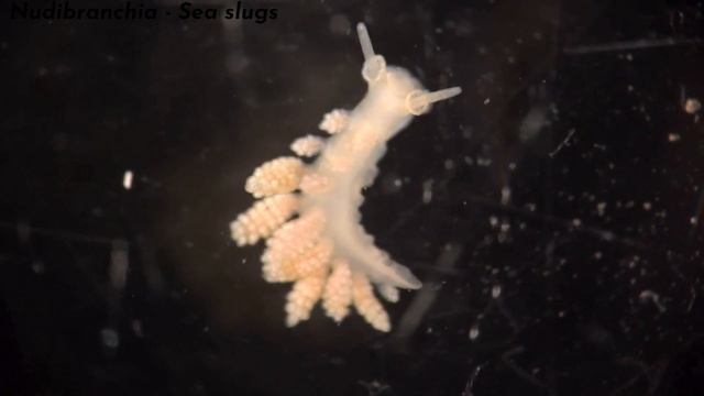Some marine Heterobranchia gastropods смотреть онлайн