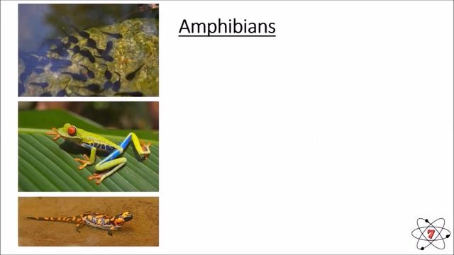 Basic Biology. Lesson 3 - Animal Classification (GCSE Science)