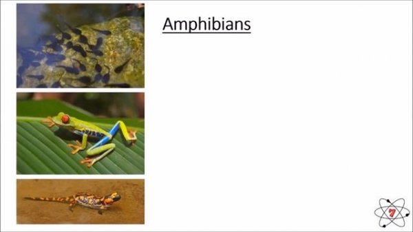 Basic Biology. Lesson 3 - Animal Classification (GCSE Science)