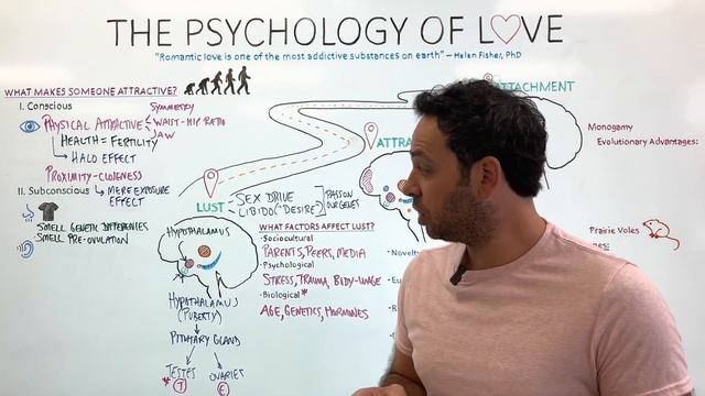 What is Love? The Science Behind Lust, Attraction, and Attachment смотреть онлайн
