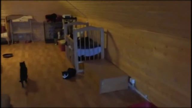 Котэ смотреть онлайн