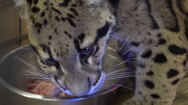 Clouded Leopard Neofelis nebulosa смотреть онлайн