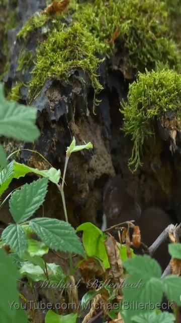 Joyful Little Weasels #shorts смотреть онлайн
