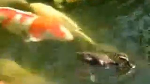 Утка кормит рыбок смотреть онлайн