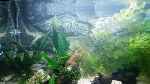 Tetrazona 2 смотреть онлайн