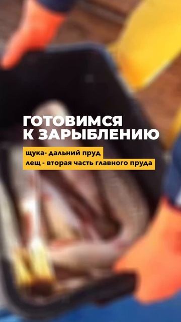 Зарыбление водоема смотреть онлайн