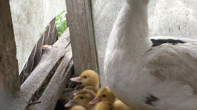 ТАМ ПУТИ НЕТ.Видео Татьяны Крестьянсковой смотреть онлайн