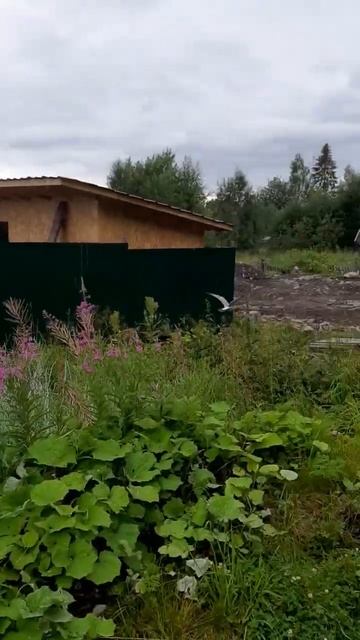 птенец чайки смотреть онлайн