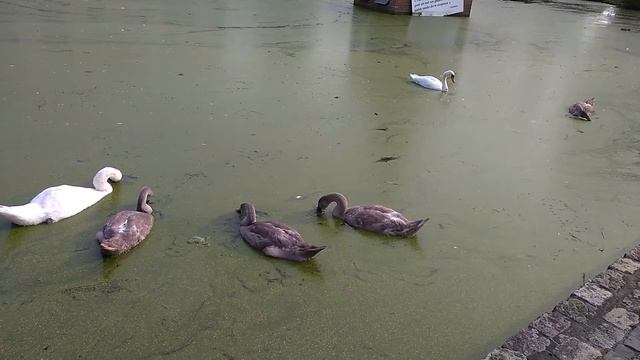 Гуси лебеди VID 20170904 173126474 смотреть онлайн