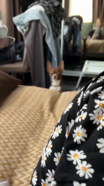 Озвучка от Ромео / ВИРУСНЫЕ ВИДЕО / СМЕШНЫЕ ЖИВОТНЫЕ / МИЛЫЕ ЖИВОТНЫЕ 😊 / #cat #funny #рекомендаци смотреть онлайн