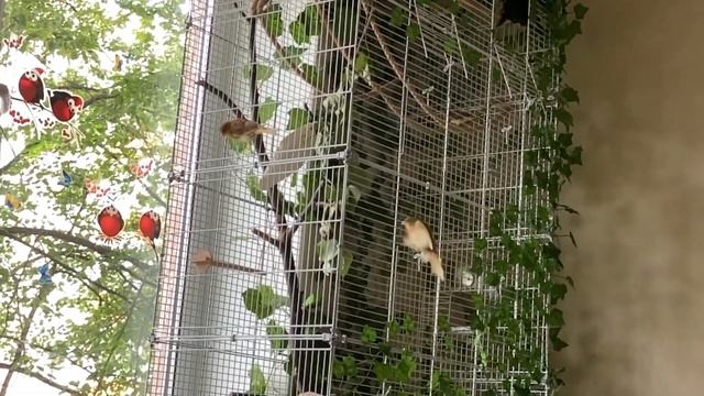 Канарейки амадины смотреть онлайн