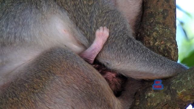 DOG MATING #4 смотреть онлайн