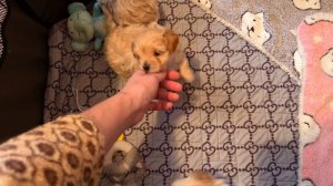 Щенки мальтипу, видео 2