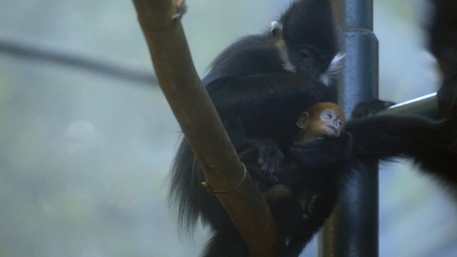 Baby Redhead Monkey Meets Family at the San Diego Zoo смотреть онлайн