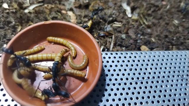 Neoponera Apicalis Vorstellung