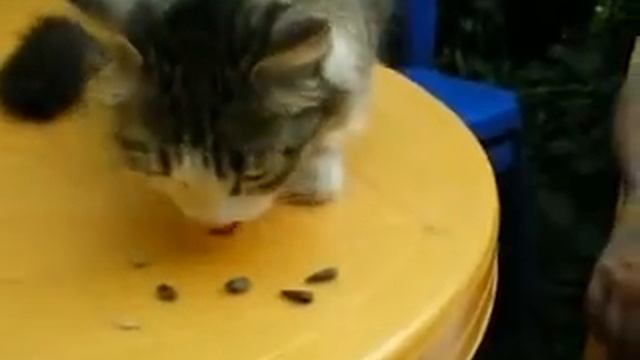 кошка ест семечки.avi смотреть онлайн