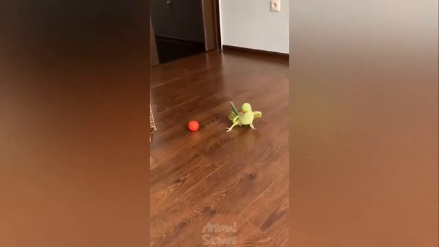 Смешные попугаи со всего мира смотреть онлайн