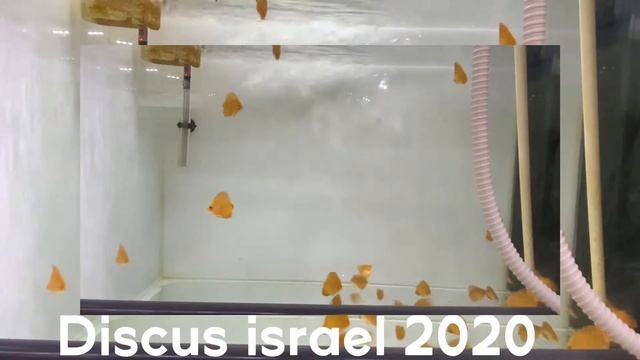 Discus baby RED COVER 2020 смотреть онлайн