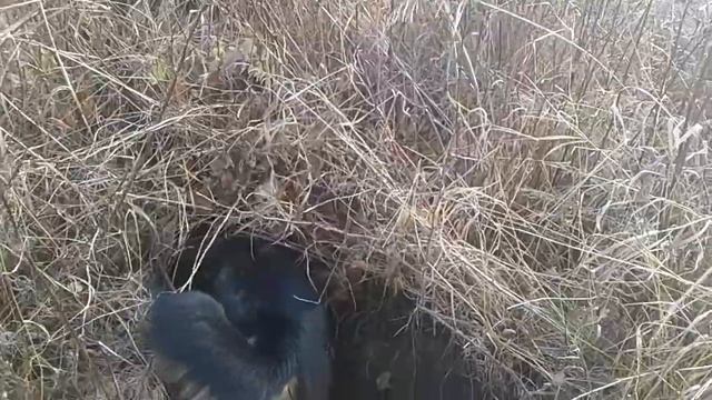 ВСЛ охота на барсука.