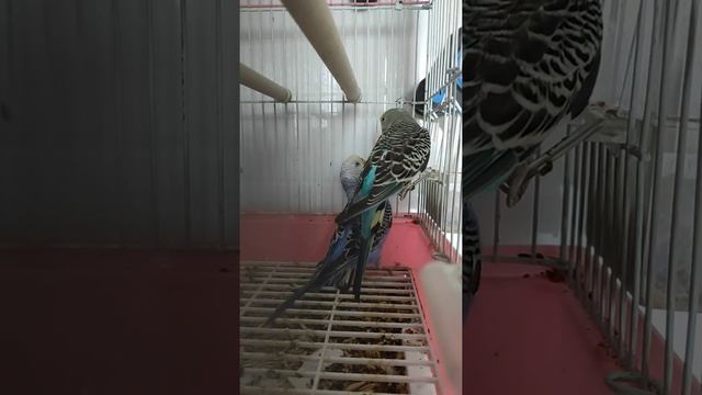 Budgerigar, волнистый попугай смотреть онлайн