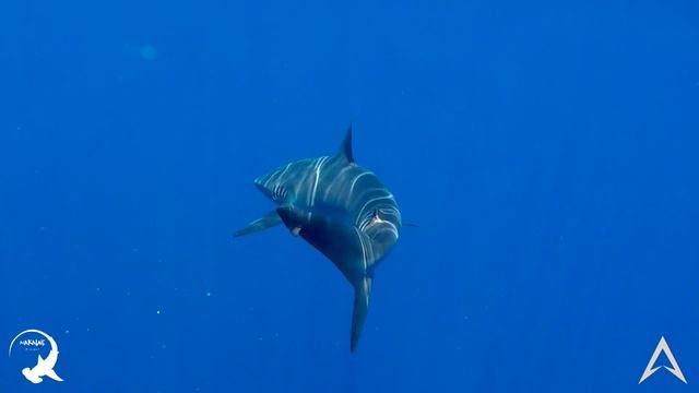 Sharks are worth more alive than dead. смотреть онлайн