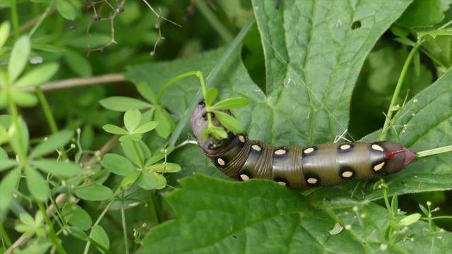 Galium Sphinx Moth (Hyles Gallii) Caterpillar