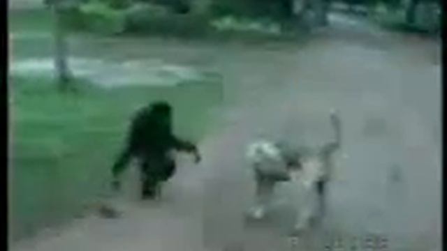 Макака смотреть онлайн