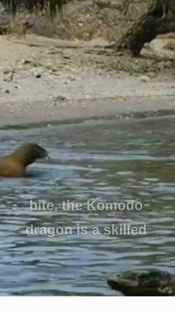 The Komodo Dragon | Varanus komodoensis смотреть онлайн