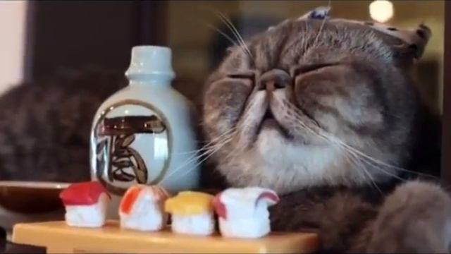 Кошка беспородная смотреть онлайн