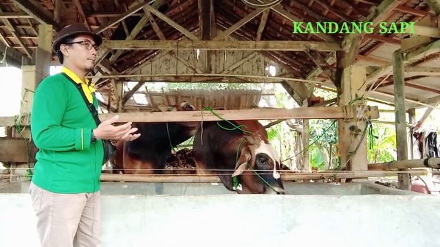 Sapi Kurus Jadi Gendut dengan Sering dimandikan dan Berjemur смотреть онлайн