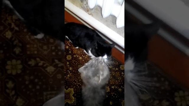 VID 20161215 073745коты целуются смотреть онлайн