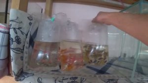 Будни Аквариумиста. Оформил заказ. Подмена в травнике. Родостомус на нерест